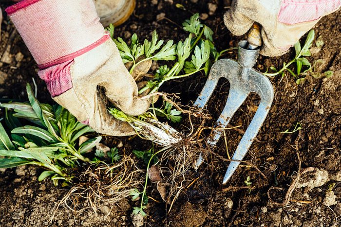 Unrecognizable woman removing a weed from her flowerbed