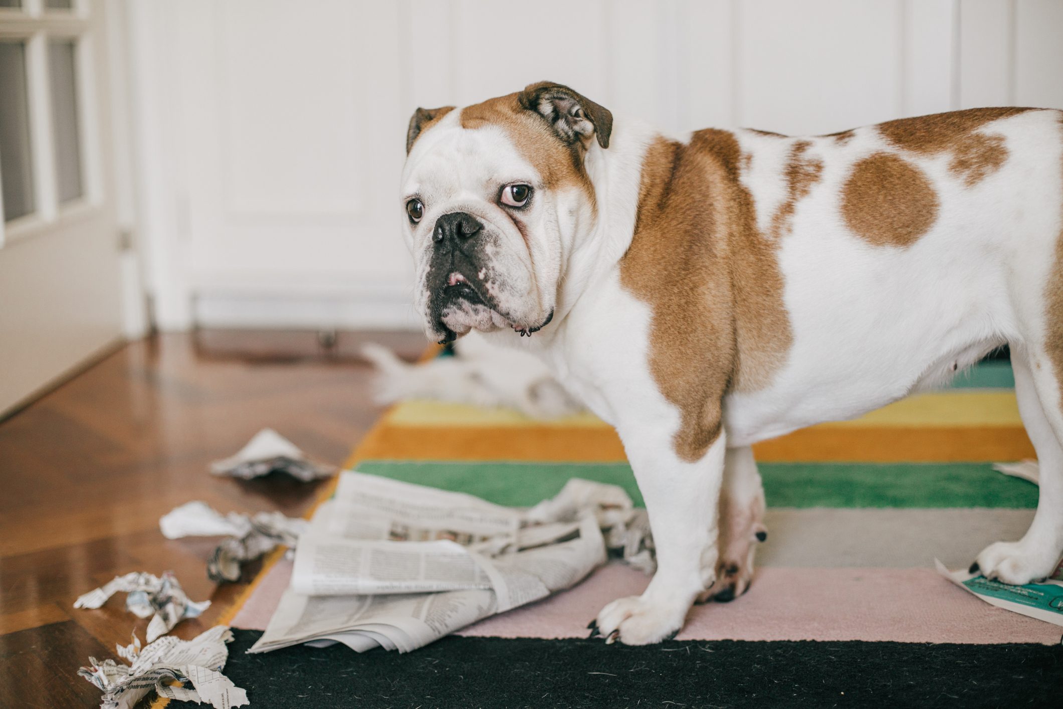 A brown and white bulldog stands on a colorful rug surrounded by torn newspapers, looking toward the viewer with a curious expression.