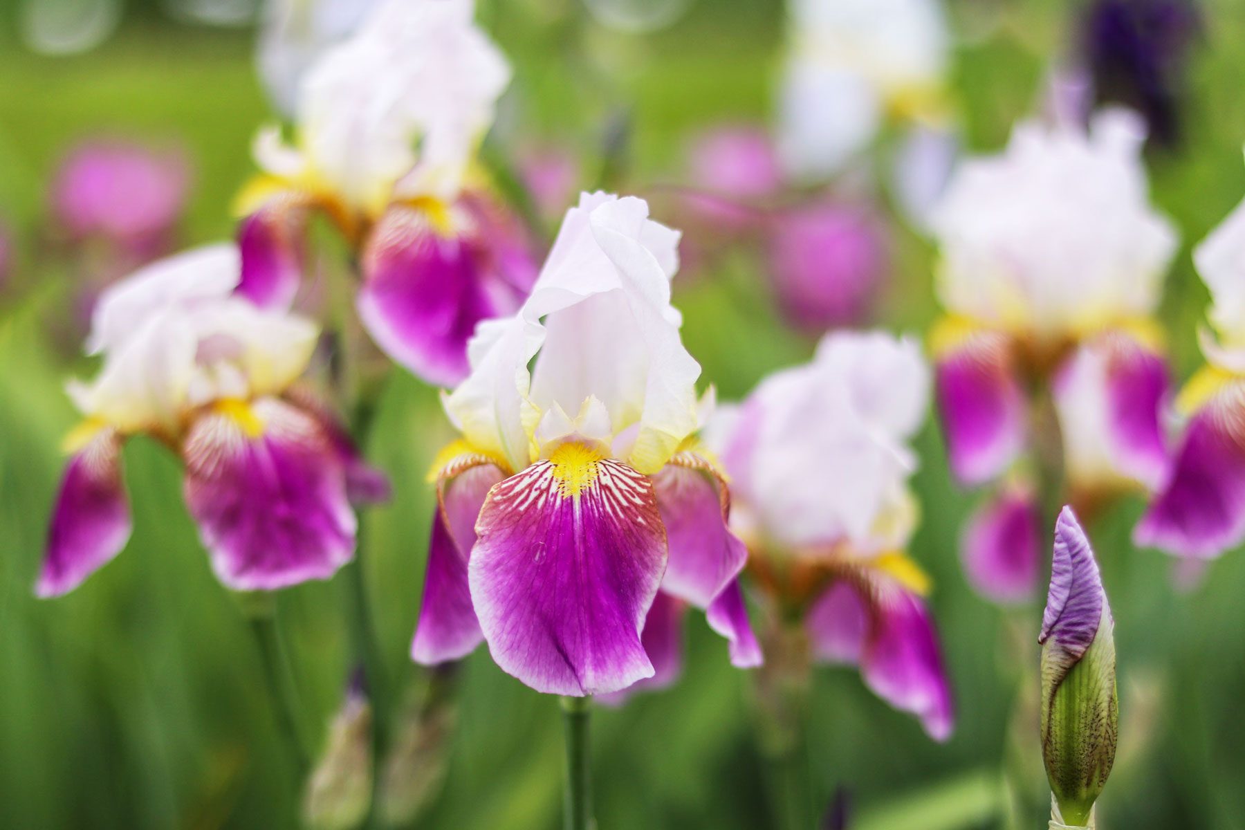 A Complete Guide To Growing Bearded Irises