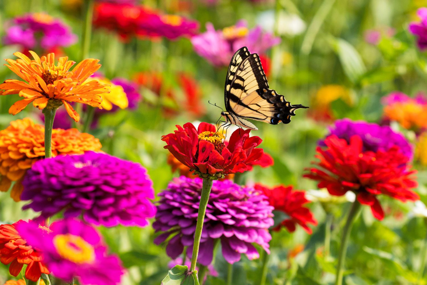 Are Zinnias Perennials? Understanding Their Growth Habits
