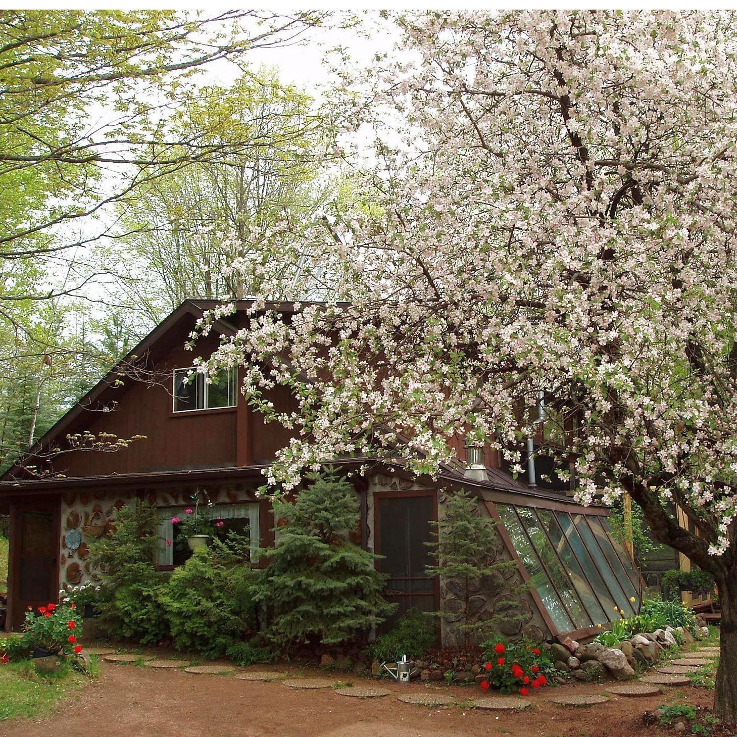 House with a flowering tree in the front