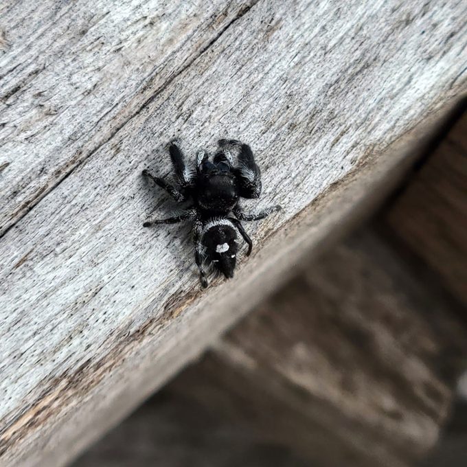 Jumping Spider