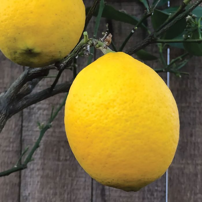 A yellow lemon hangs from a green stem on a tree, set against a textured wooden background.