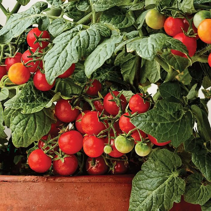 Red and green tomatoes grow abundantly on a leafy plant in a brown pot, surrounded by vibrant green leaves.