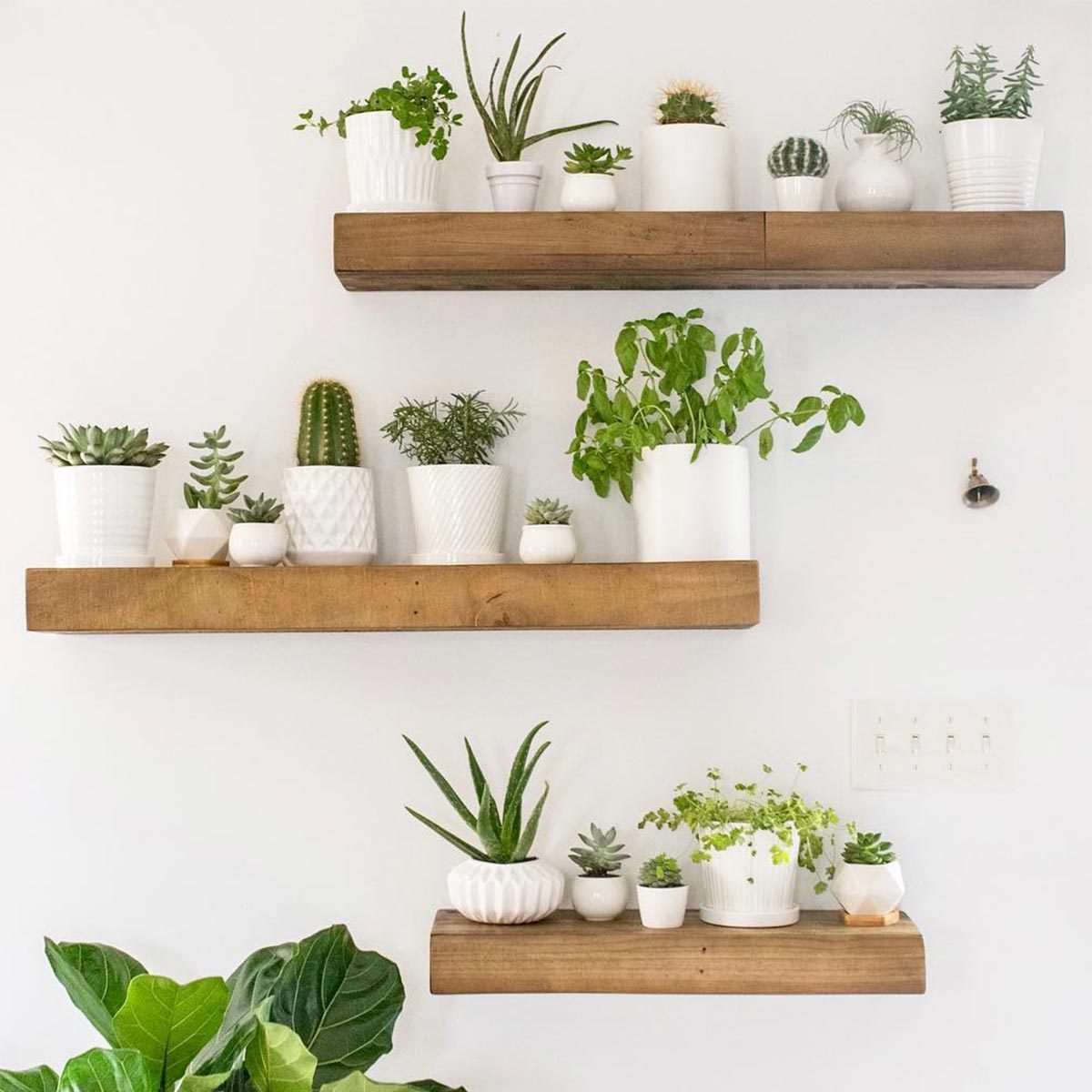 Plant Shelves