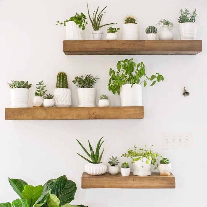 Plant Shelves