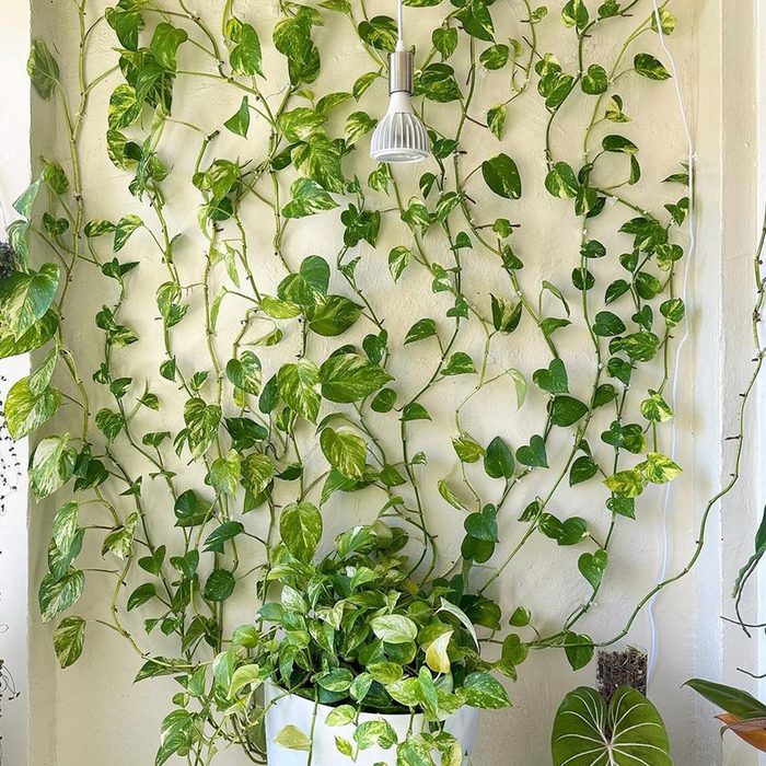 Pothos Wall