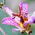 Toad Lily: How To Grow This Gorgeous Fall Flower