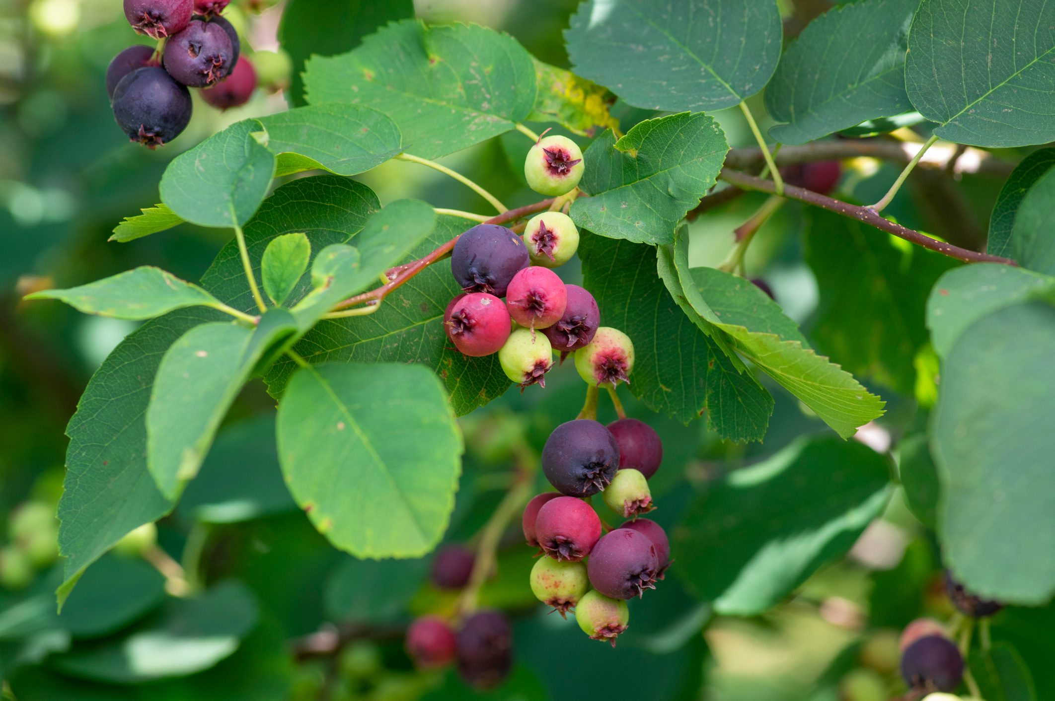 Amelanchier Alnifolia The Saskatoon Pacific Serviceberry Ripening Fruits, Green And Purple Serviceberries On Alder Leaf Shadbush