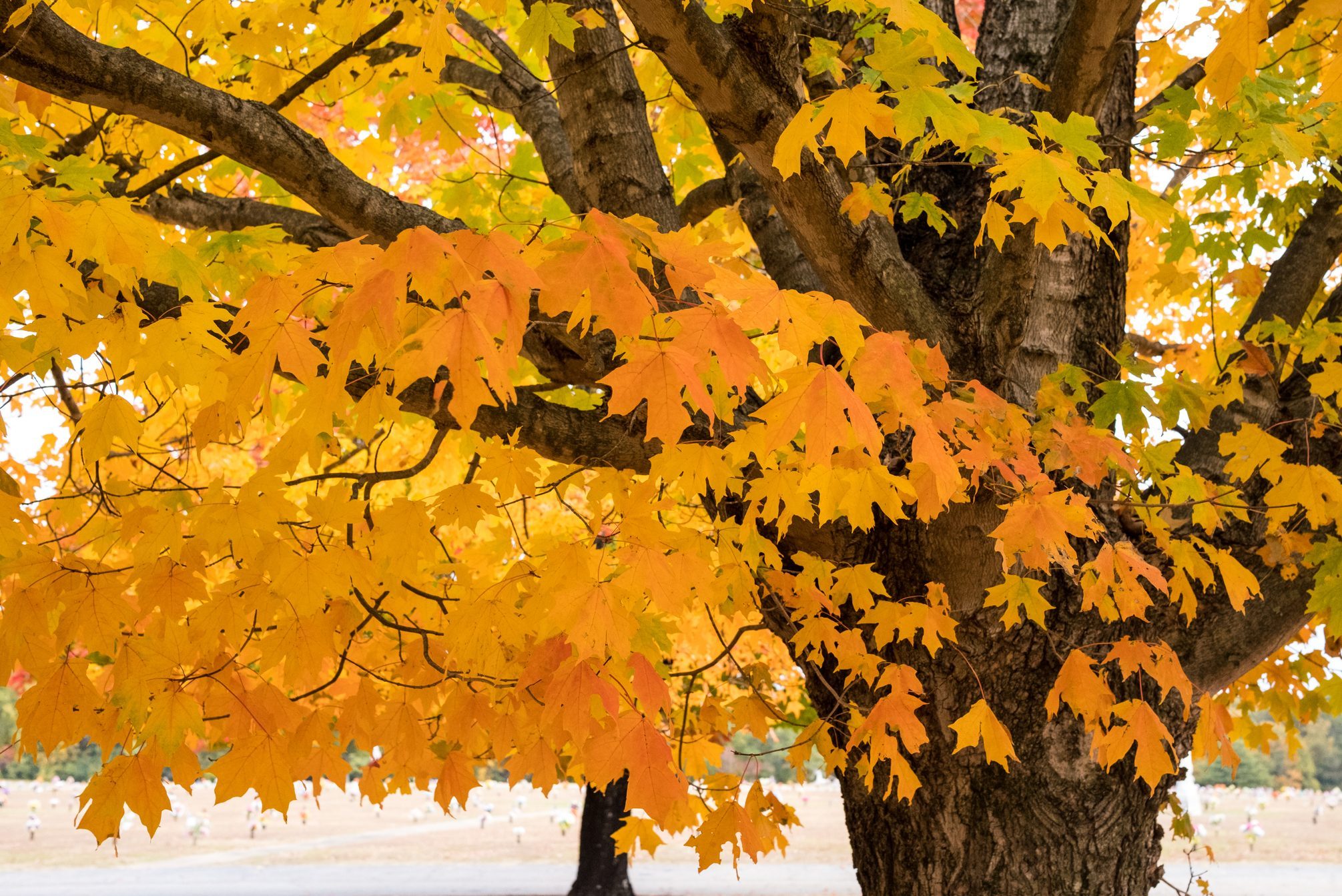 Close up Photograph of Leaves on a Tree Changing Vibrant Colors in Autumn