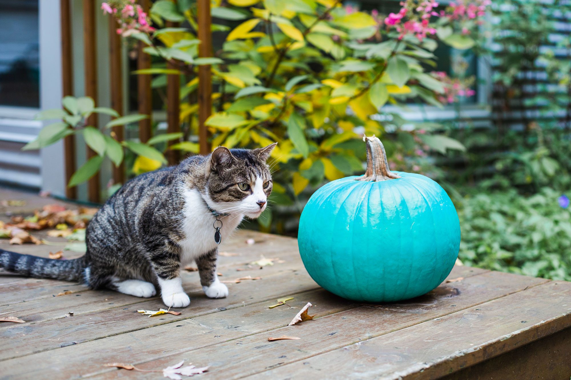 If You See a Teal Pumpkin This Halloween, This Is What It Means