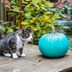 If You See a Teal Pumpkin This Halloween, This Is What It Means