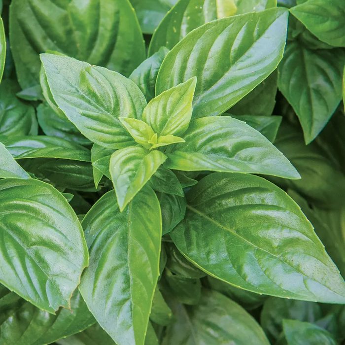 Dense green basil leaves are clustered together, showcasing their smooth, shiny surfaces and intricate ribbing in an organic, garden-like setting.
