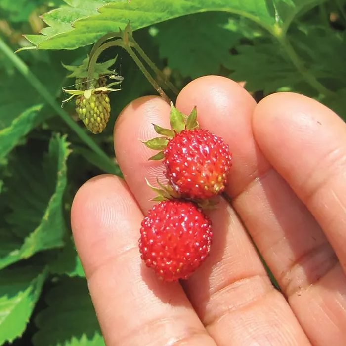 A hand holds two ripe red strawberries, with one unripe green strawberry visible nearby, against a backdrop of lush green leaves.