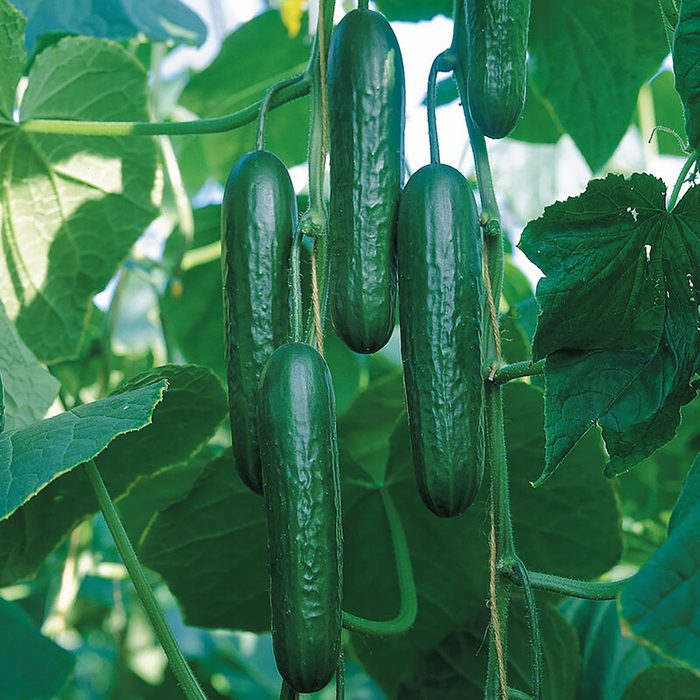 Green cucumbers hang vertically from vines amidst lush green leaves in a bright, natural light environment.