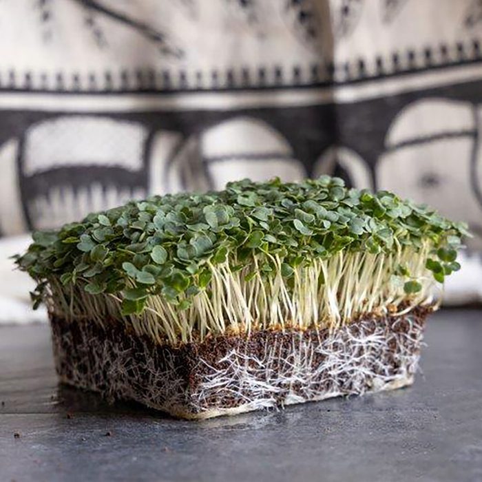 A dense block of microgreens sits atop a flat surface, with visible roots extending downward, against a patterned background.
