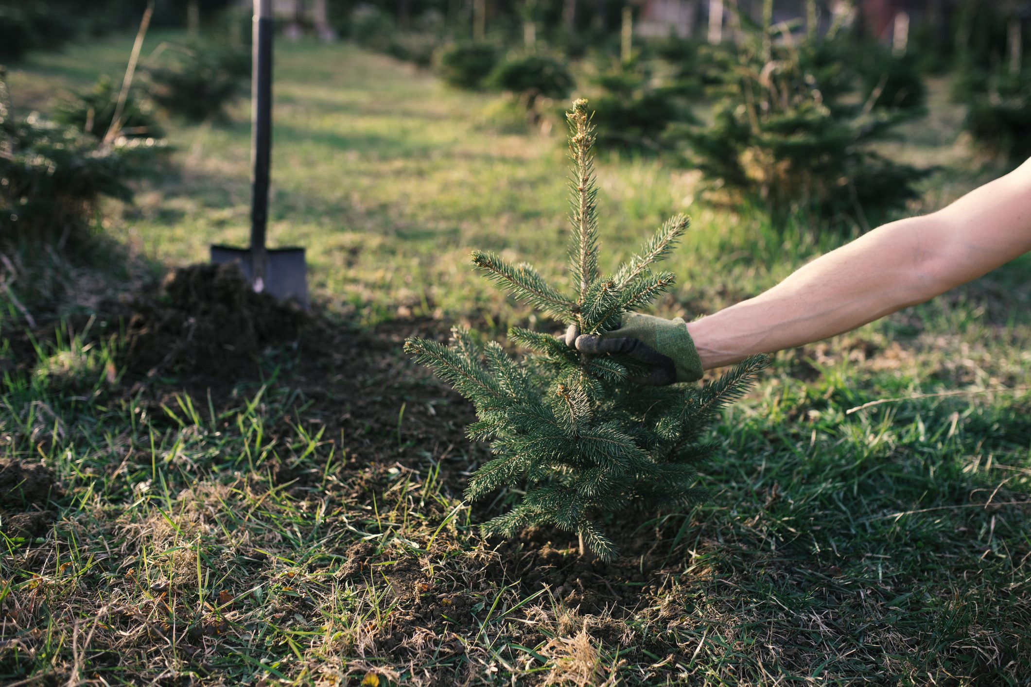 Worker plant a young tree in the Christmas Tree Garden