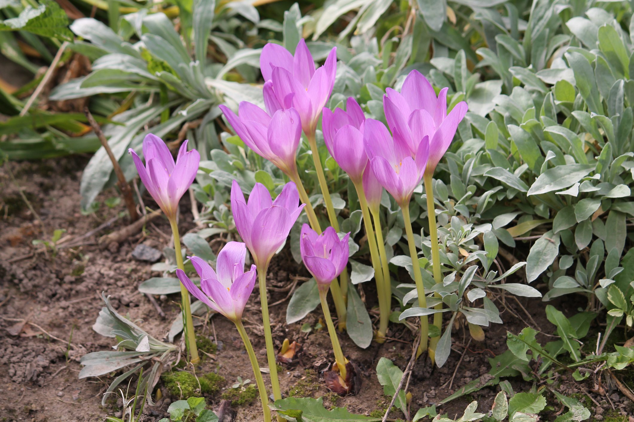 Autumn Crocuses: Planting Tips for Fall Blooms