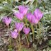 Autumn Crocuses: Planting Tips for Fall Blooms