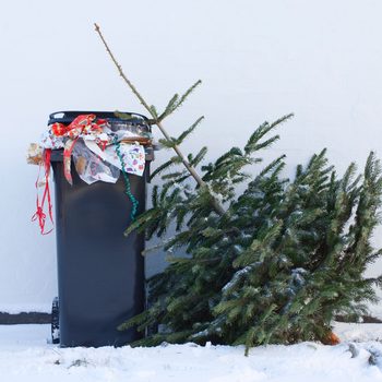 Christmas Tree lying out next to Trash Bin