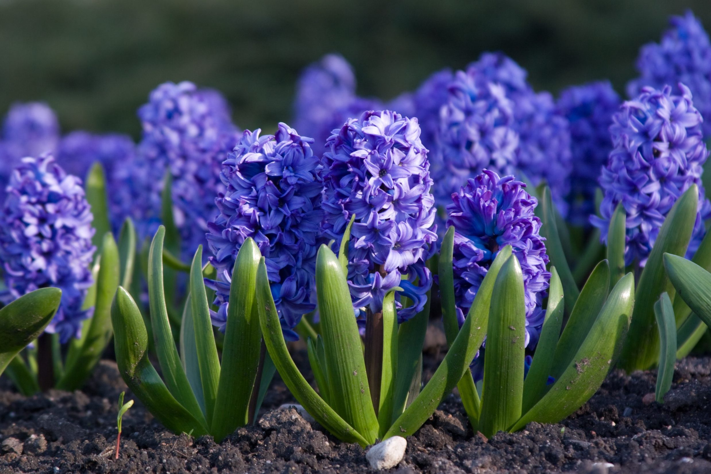 Planting Hyacinth Bulbs: A Step-by-Step Gardening Guide