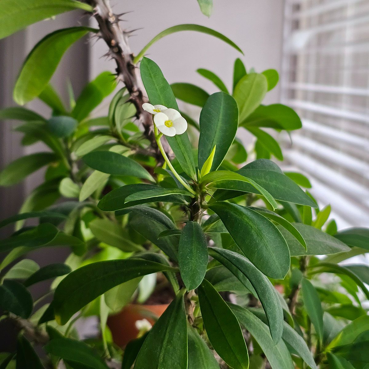Crown of Thorns Plant