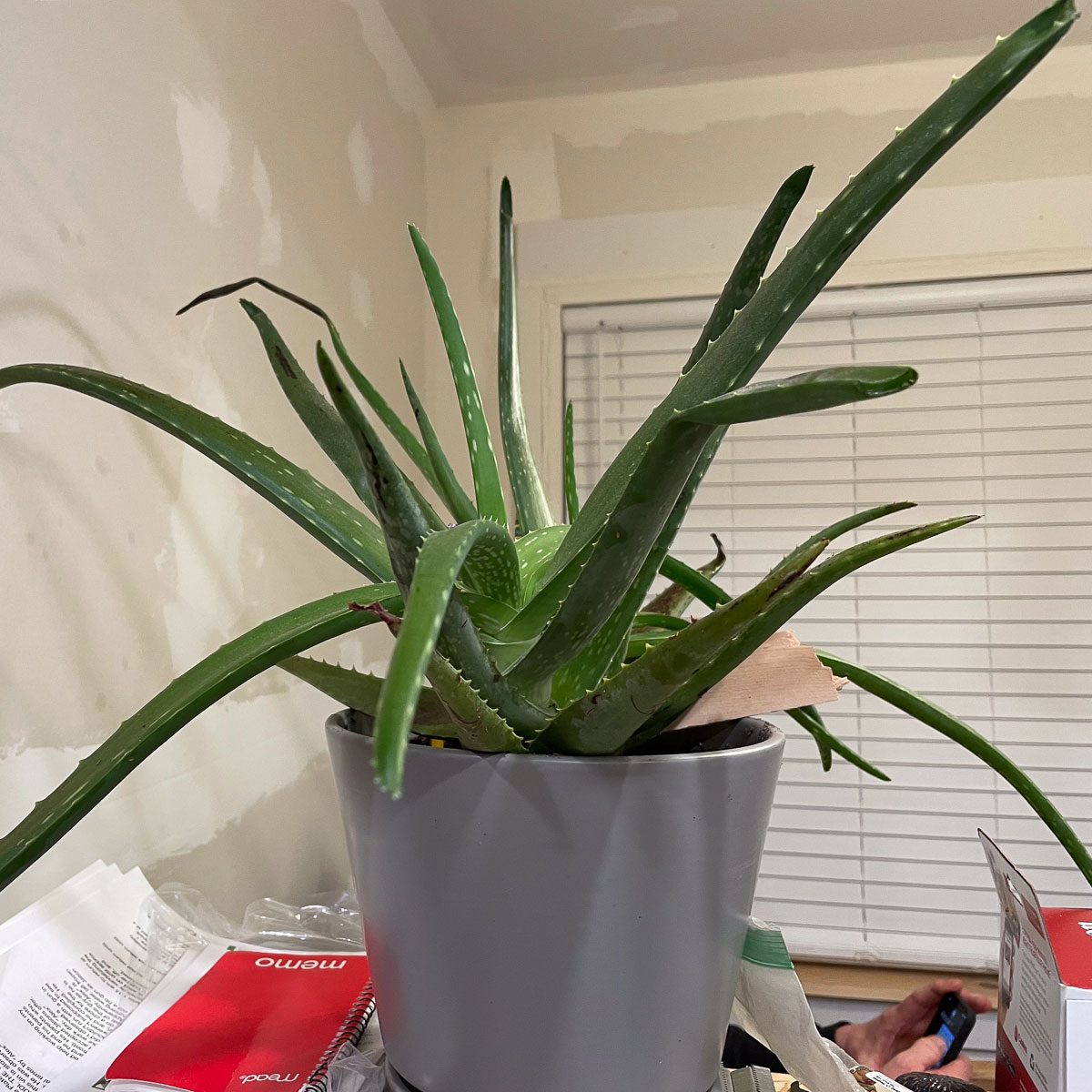 Aloe Vera Plant