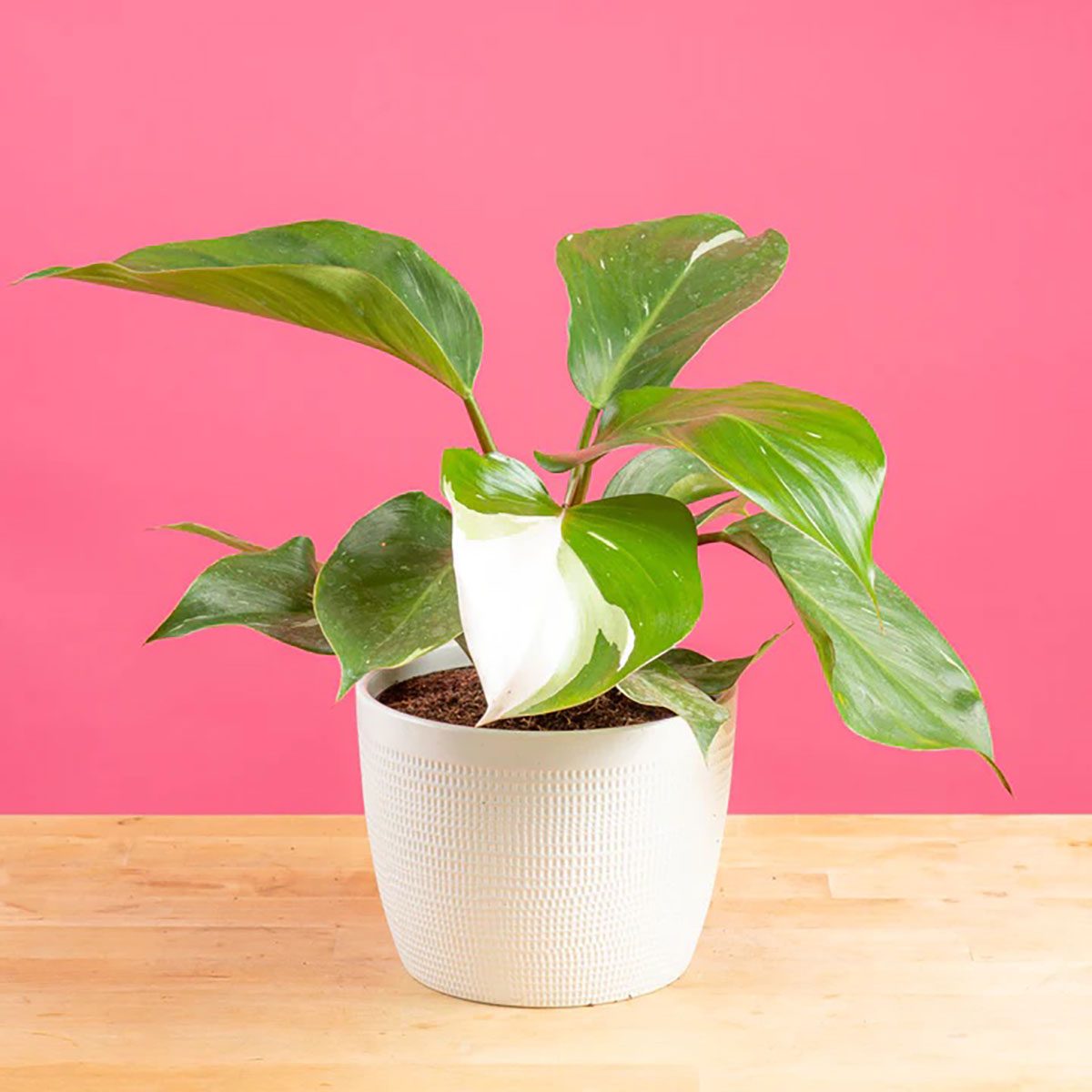 Philodendron Plant