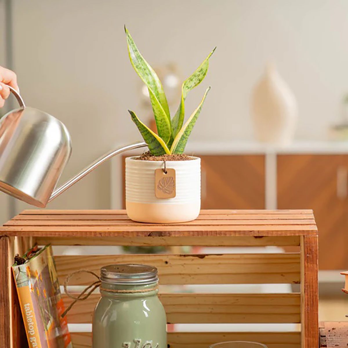 Watering Snake Plant