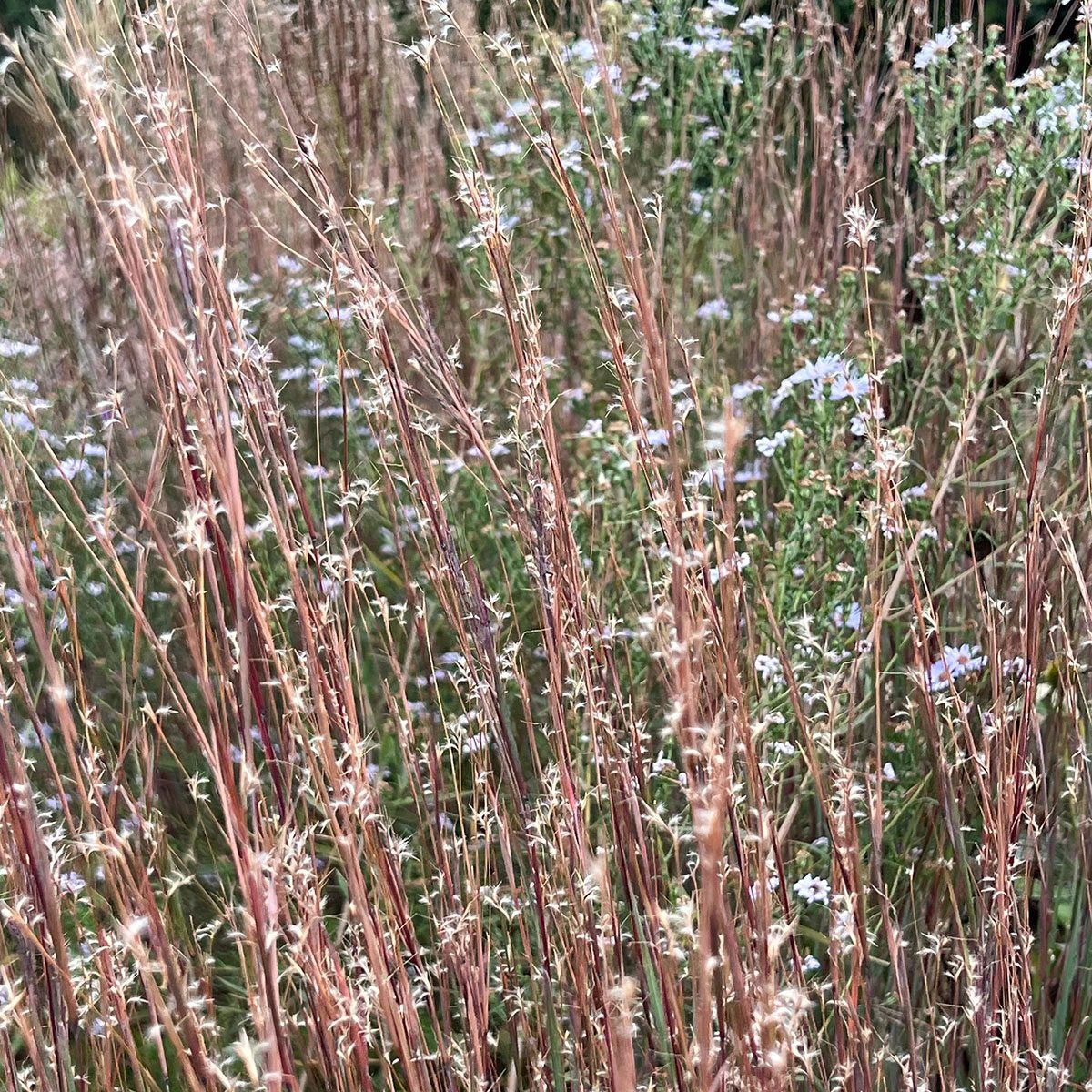 Little Bluestem 