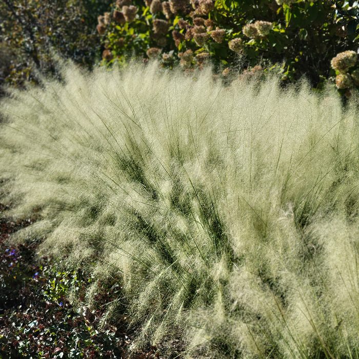 Muhly Grass