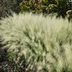 7 Native Grasses To Plant in Your Yard