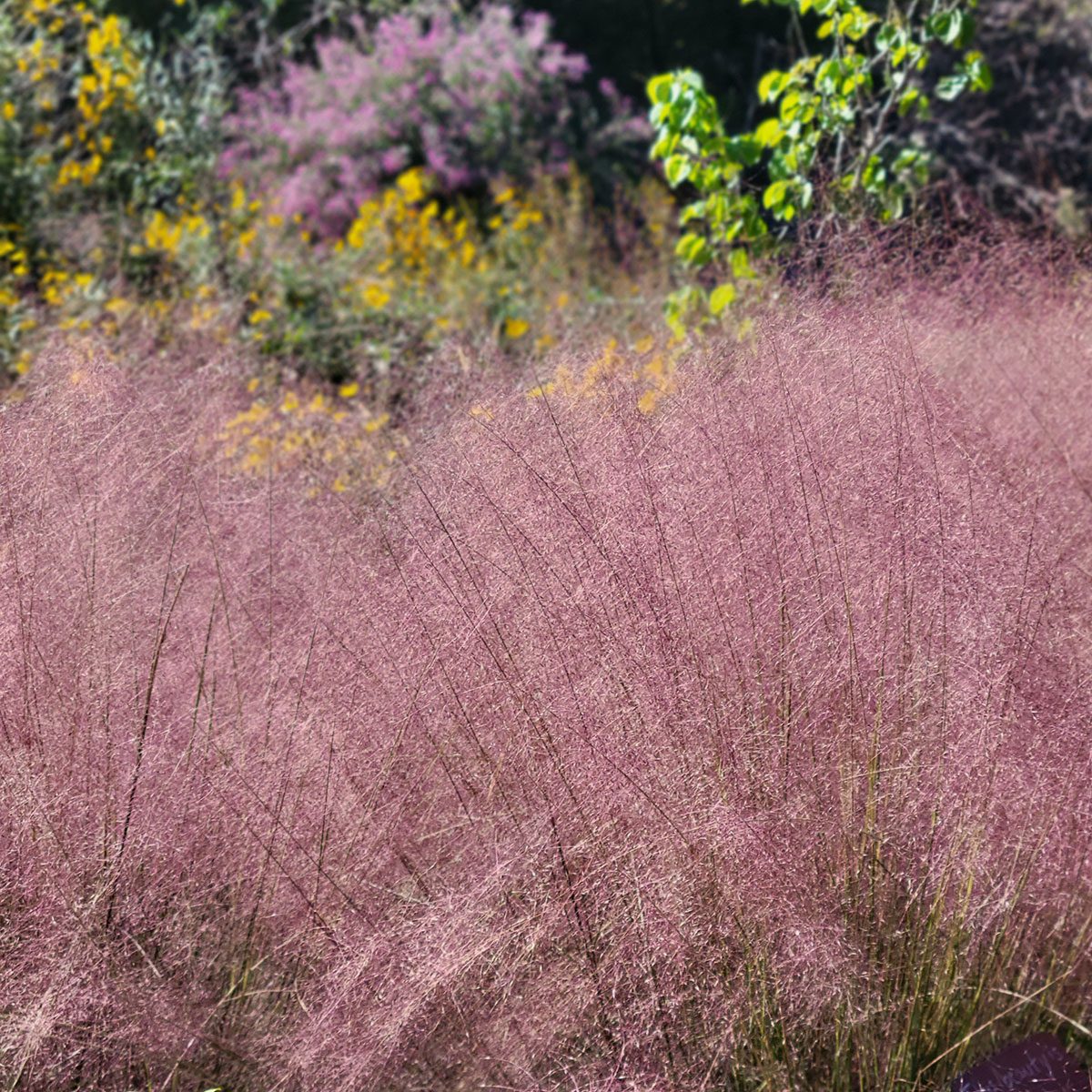 Pink Muhly Grass 