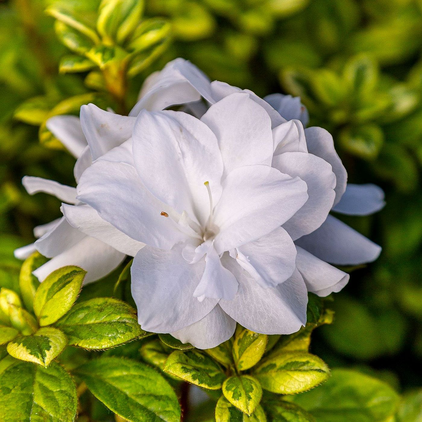 Autumn Moonstruck Encore Azalea