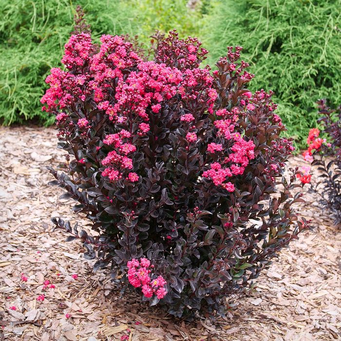 Center Stage Pink Crapemyrtle