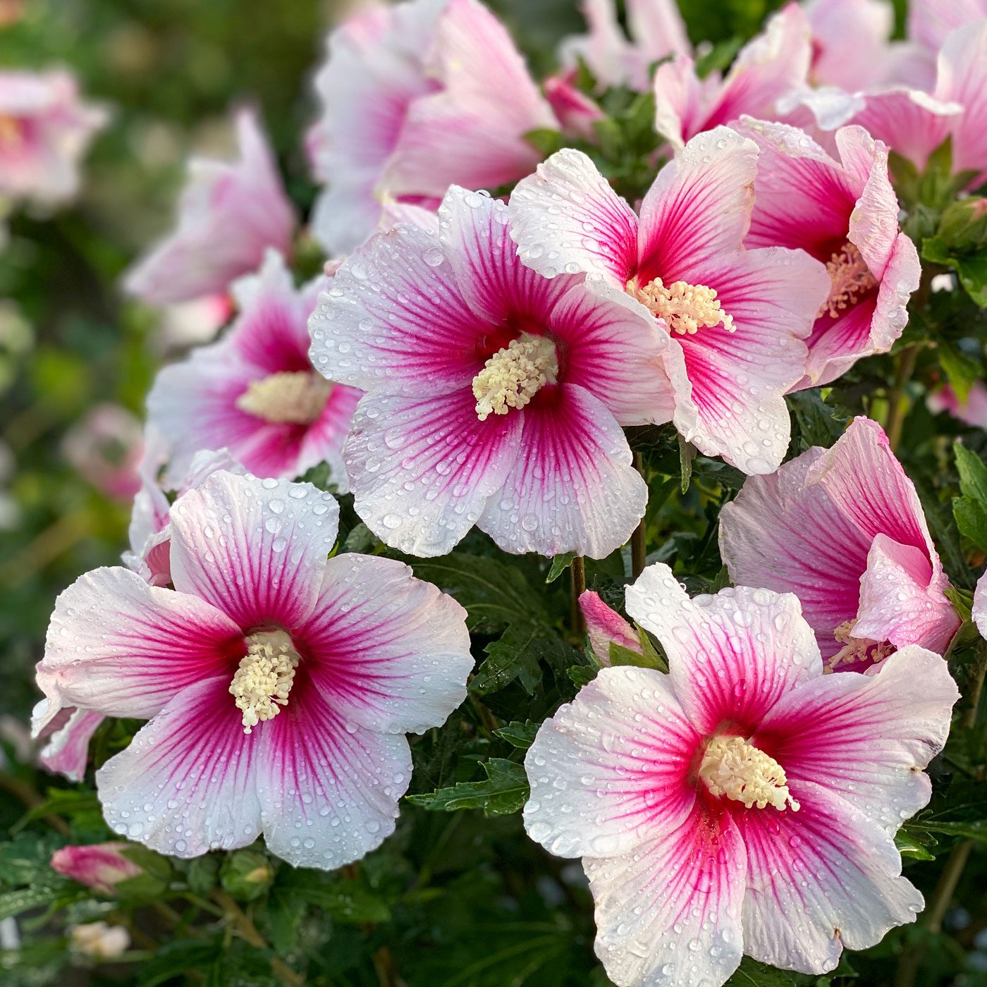 Paraplu Pink Ink Rose Of Sharon