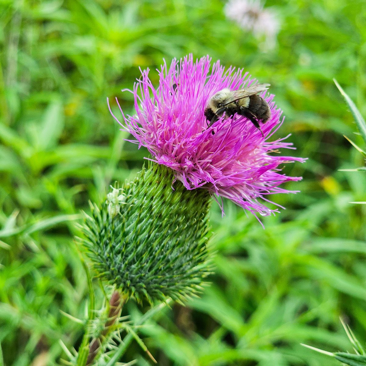 Canada Thistle