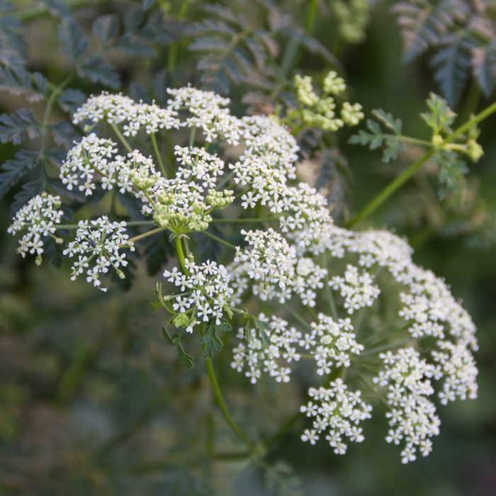 white flowers of wild poison hemlock
