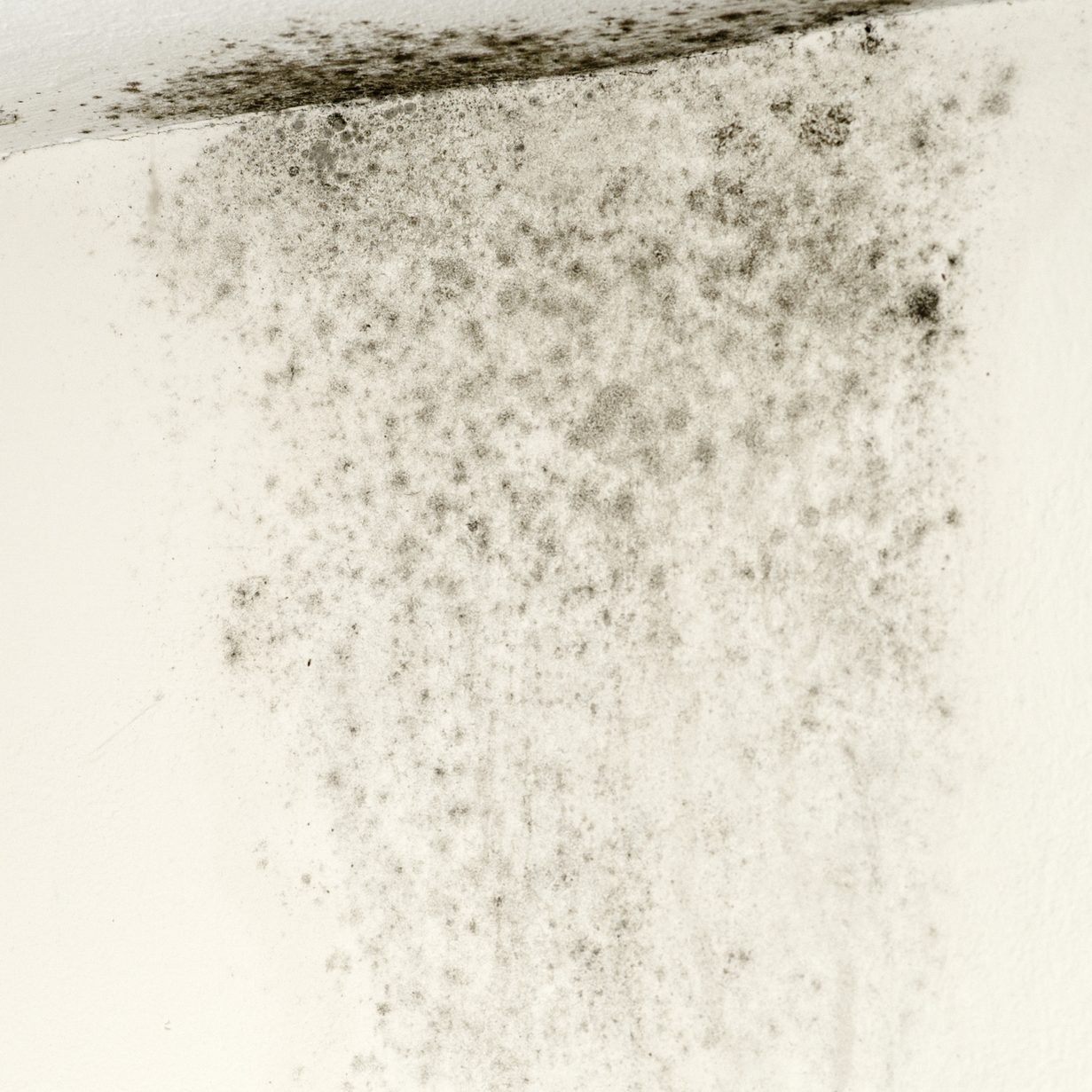 Mold on Ceiling
