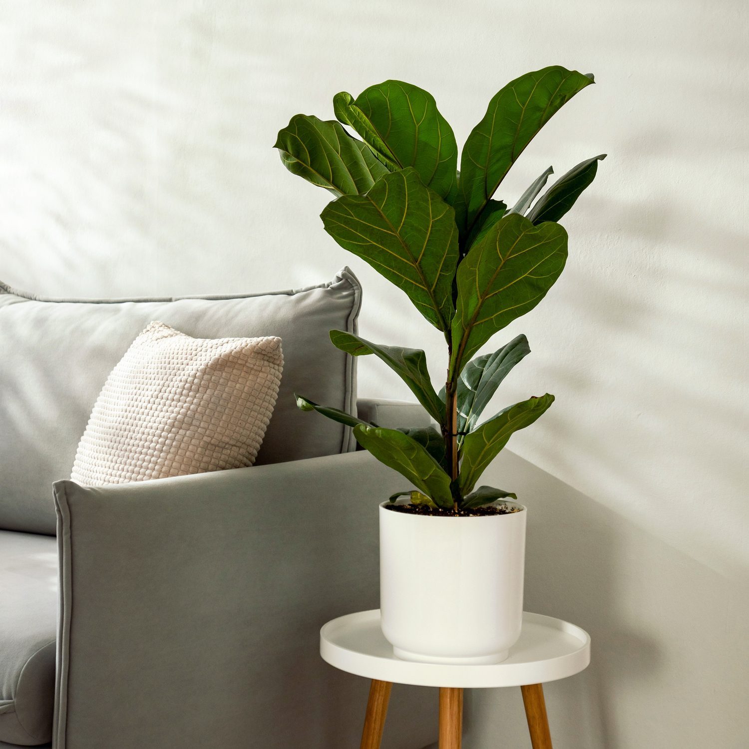Ficus lyrata or fiddle leaf fig tree in living room interior