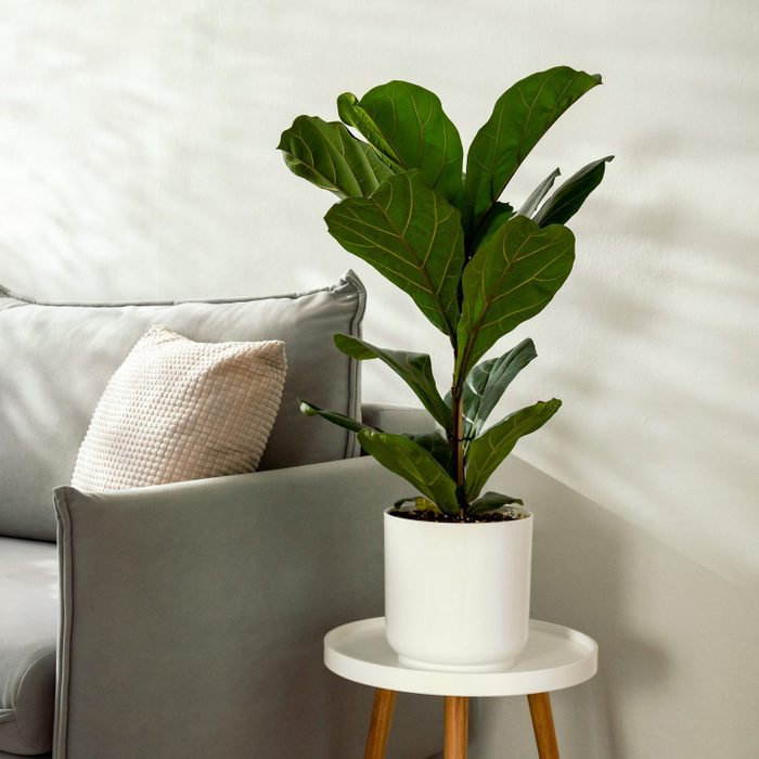 Ficus lyrata or fiddle leaf fig tree in living room interior