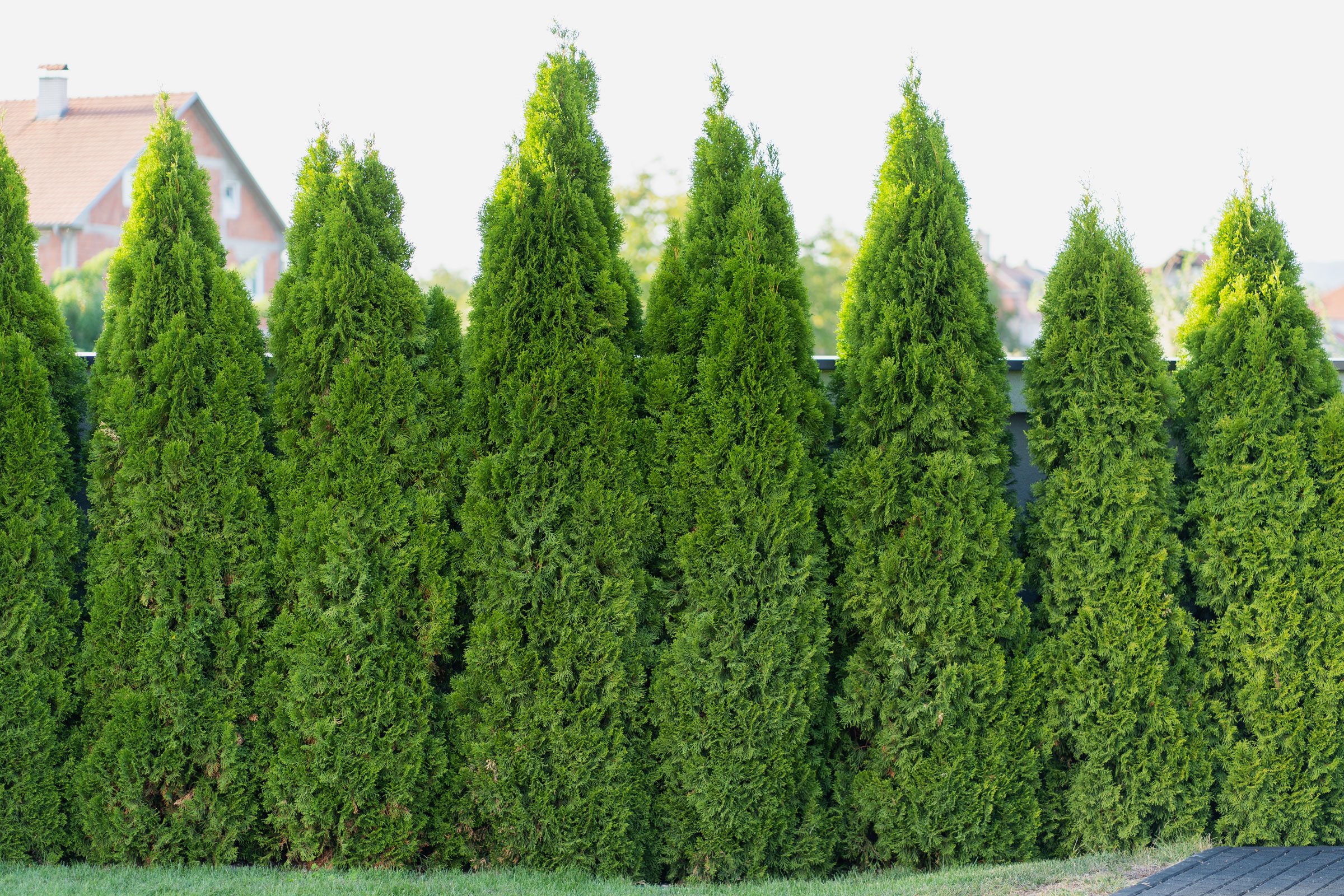 Thuja occidentalis