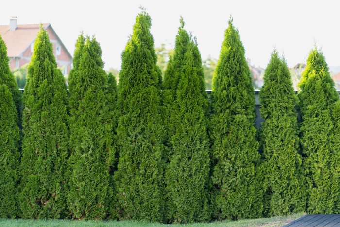 Thuja occidentalis