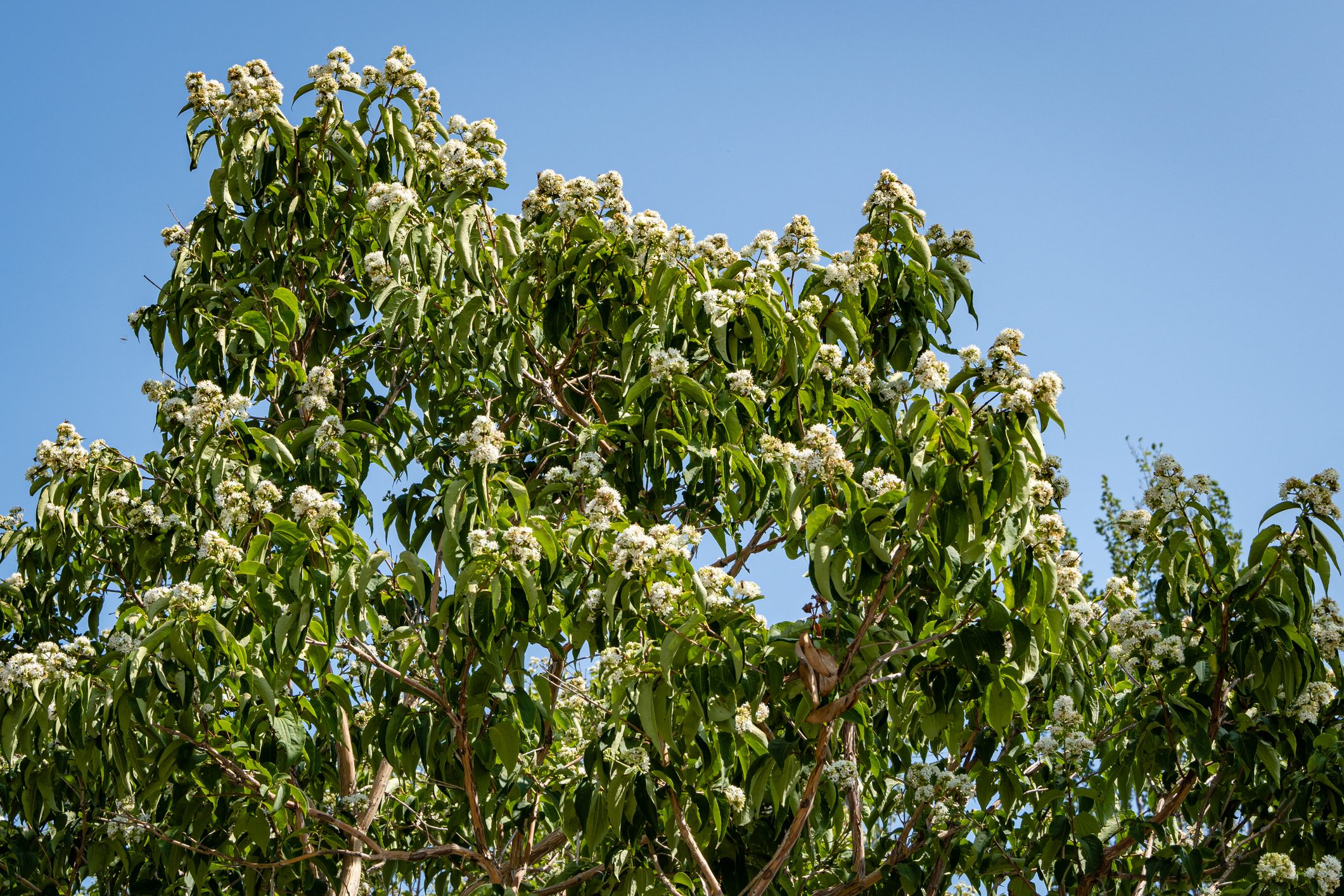 Flowering Heptacodium miconioides or Seven son flower trees in rest zone near Bougainvillea fountain. Close-up of white flowers against blue sky background. City park 