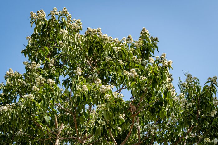 Flowering Heptacodium miconioides or Seven son flower trees in rest zone near Bougainvillea fountain. Close-up of white flowers against blue sky background. City park