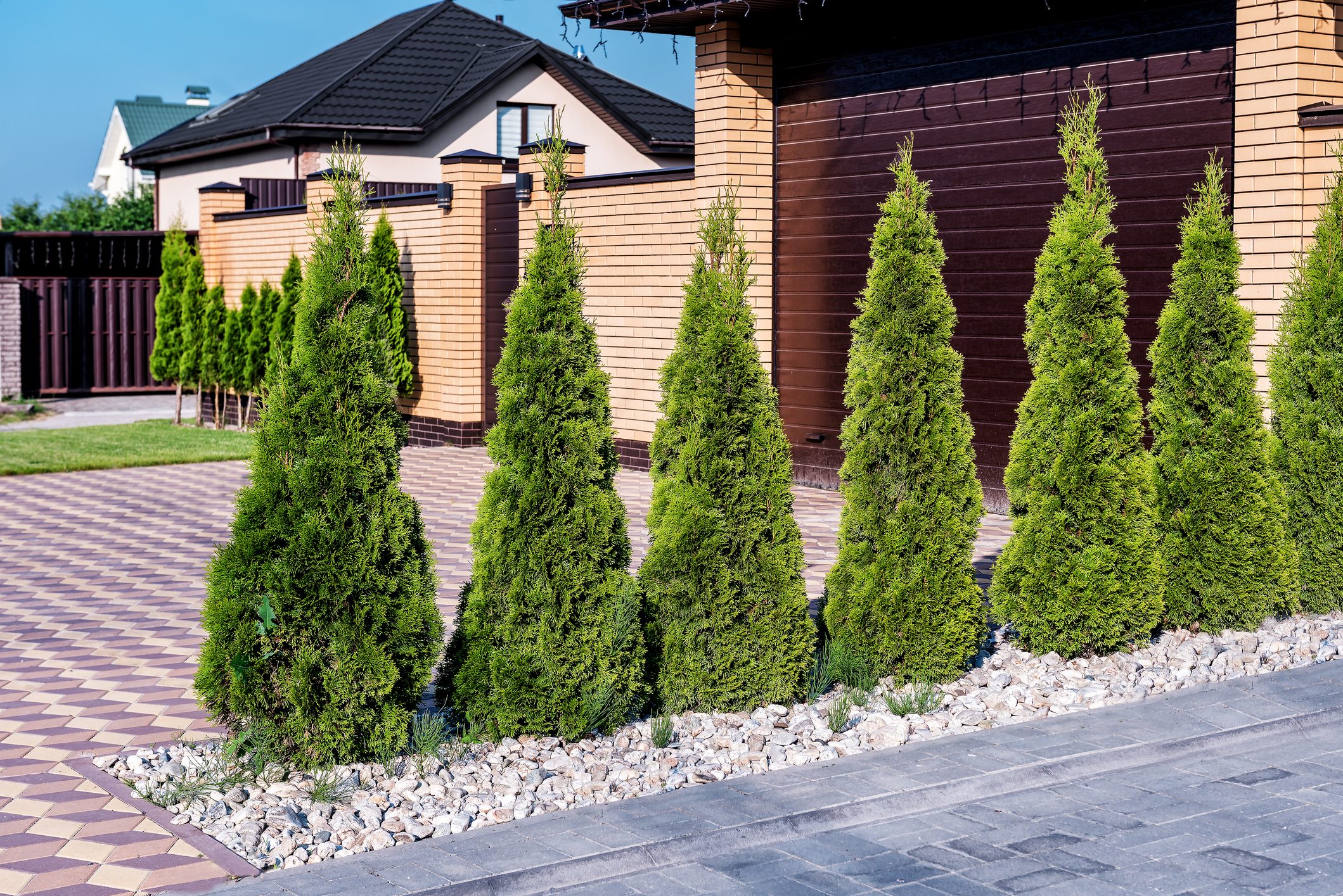 Decorative thuja are planted in a row