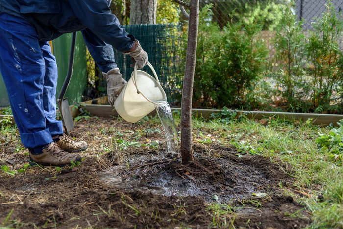 Man watering freshly planted tree