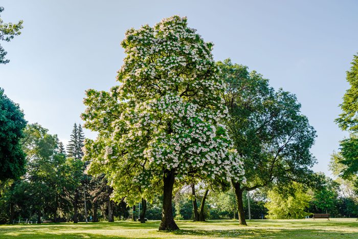 Northern catalpa (Catalpa speciosa)