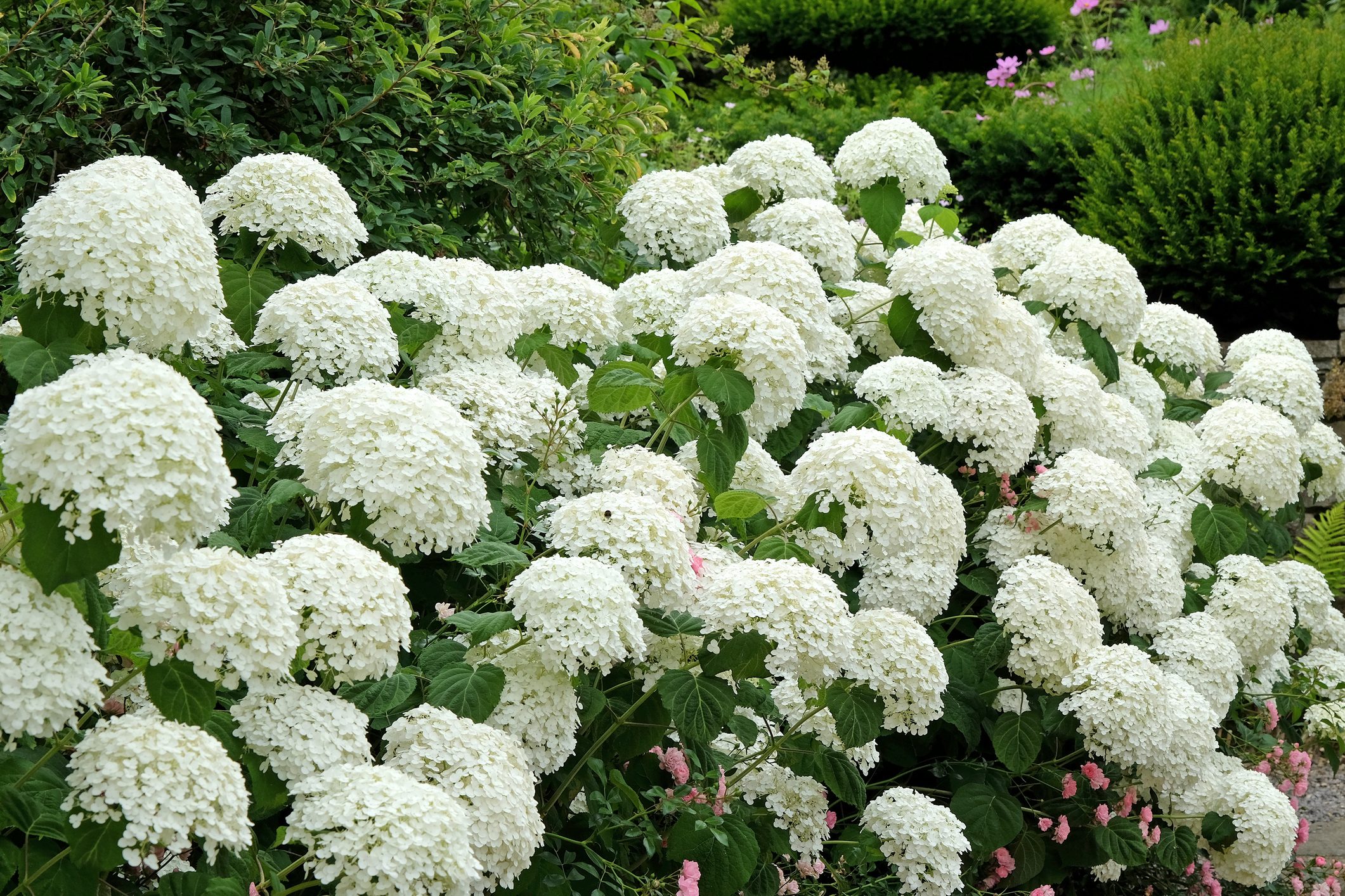 White Hydrangea arborescens 