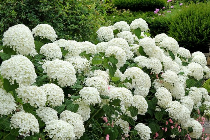 White Hydrangea arborescens